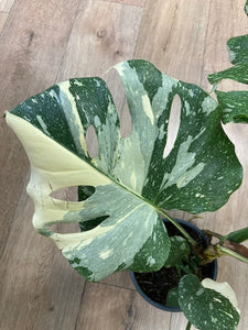 Monstera deliciosa “Thai constellation" 1.  17cm cserépátmérő - Tropical Home 