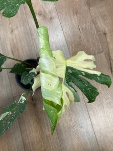 Monstera deliciosa “Thai constellation" 1.  17cm cserépátmérő - Tropical Home 