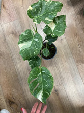 Kép betöltése a galériamegjelenítőbe: Monstera deliciosa “Thai constellation&quot; 2.  17cm cserépátmérő - Tropical Home 
