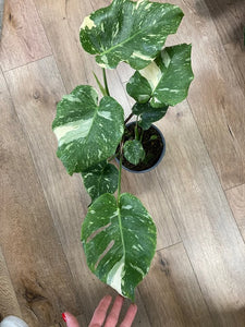 Monstera deliciosa “Thai constellation" 2.  17cm cserépátmérő - Tropical Home 