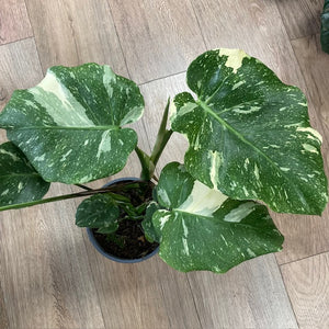 Monstera deliciosa “Thai constellation" 2.  17cm cserépátmérő - Tropical Home 