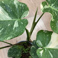 Kép betöltése a galériamegjelenítőbe: Monstera deliciosa “Thai constellation&quot; 2.  17cm cserépátmérő - Tropical Home 
