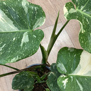 Monstera deliciosa “Thai constellation" 2.  17cm cserépátmérő - Tropical Home 