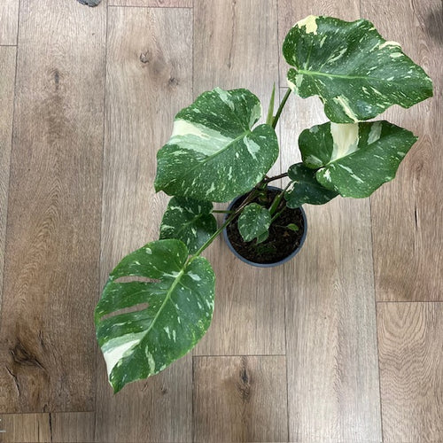 Monstera deliciosa “Thai constellation