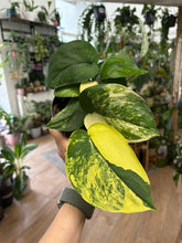 Kép betöltése a galériamegjelenítőbe: Scindapsus pictus "Jade satin variegata" 1.

