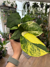 Kép betöltése a galériamegjelenítőbe: Scindapsus pictus "Jade satin variegata" 1.
