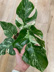 Monstera deliciosa albo variegata 1. - 15cm cserép - Tropical Home 
