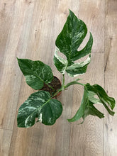 Kép betöltése a galériamegjelenítőbe: Monstera deliciosa albo variegata 1. - 15cm cserép - Tropical Home 

