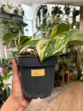 Kép betöltése a galériamegjelenítőbe: Scindapsus pictus "Jade satin variegata" 2.
