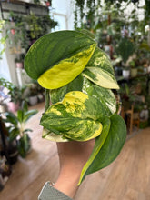 Kép betöltése a galériamegjelenítőbe: Scindapsus pictus "Jade satin variegata" 2.
