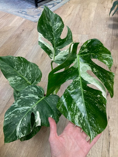 Monstera deliciosa albo variegata 1. - 15cm cserép - Tropical Home 