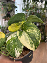 Kép betöltése a galériamegjelenítőbe: Scindapsus pictus "Jade satin variegata" 2.
