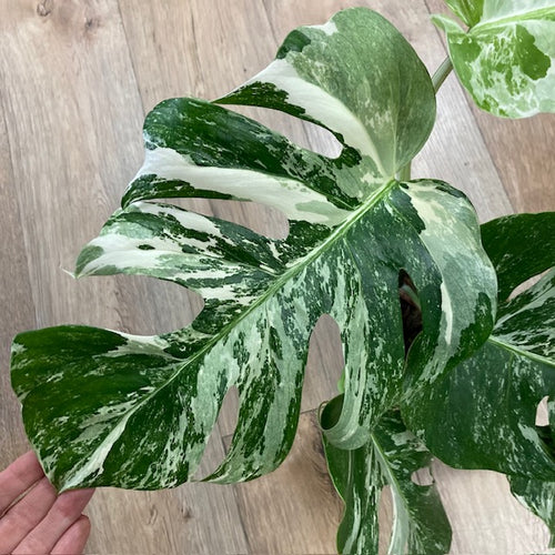 Monstera deliciosa albo variegata 2. - 15cm cserép - Tropical Home 