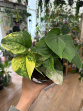 Kép betöltése a galériamegjelenítőbe: Scindapsus pictus "Jade satin variegata" 3.
