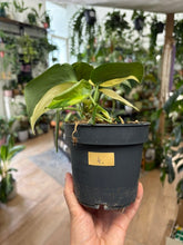 Kép betöltése a galériamegjelenítőbe: Scindapsus pictus "Jade satin variegata" 4.
