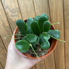 Kép betöltése a galériamegjelenítőbe: Hoya rotundifolia
