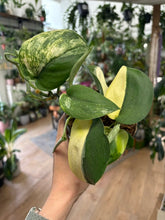 Kép betöltése a galériamegjelenítőbe: Scindapsus pictus "Jade satin variegata" 4.
