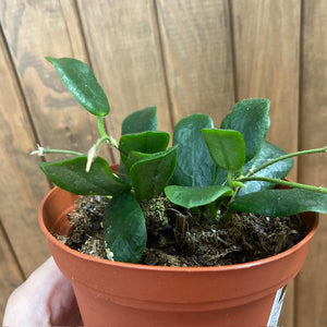 Hoya rotundifolia