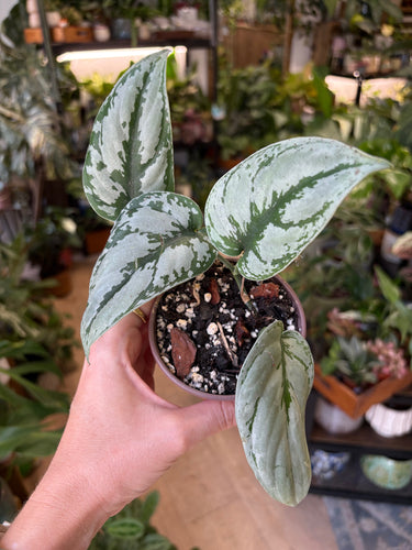 Scindapsus sp. Kalimantan - Tropical Home 
