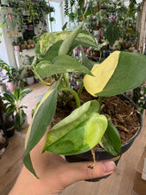 Kép betöltése a galériamegjelenítőbe: Scindapsus pictus "Jade satin variegata" 4.

