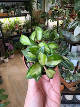 Kép betöltése a galériamegjelenítőbe: Hoya lacunosa "Bruno tricolor" 6cm - 1 töves

