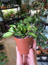 Kép betöltése a galériamegjelenítőbe: Hoya lacunosa "Bruno tricolor" 6cm - 1 töves
