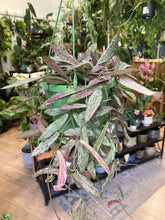 Kép betöltése a galériamegjelenítőbe: Hoya sigillatis - Viaszvirág akasztós cserépben - Tropical Home 
