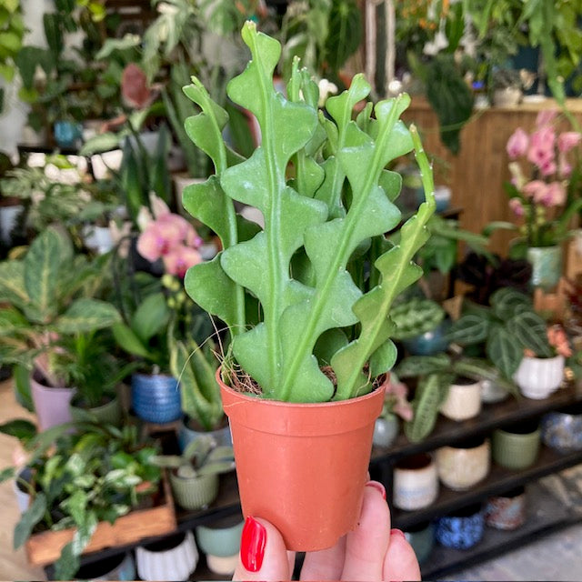 Epiphyllum anguliger mini - Karéjos kaktusz - Fishbone cactus - Tropical Home 