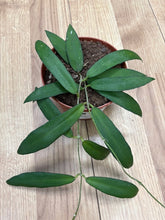 Kép betöltése a galériamegjelenítőbe: Hoya scortechinii &quot;Pink&quot; - Tropical Home 
