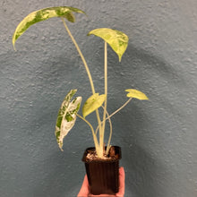 Kép betöltése a galériamegjelenítőbe: Alocasia &quot;Frydek&quot; variegata 5.
