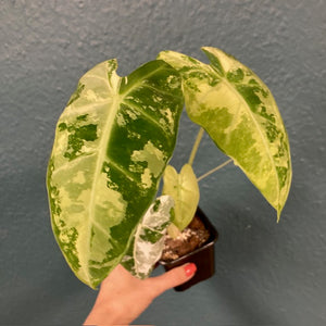 Alocasia "Frydek" variegata 5.