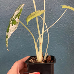 Alocasia "Frydek" variegata 5.