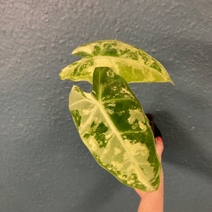 Alocasia "Frydek" variegata 5.