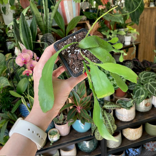 Rhipsalis 