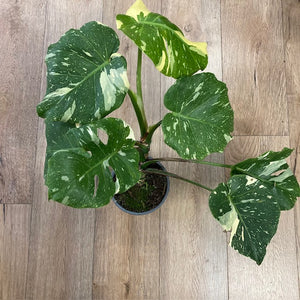 Monstera deliciosa “Thai constellation" 3.  17cm cserépátmérő - Tropical Home 