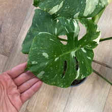 Kép betöltése a galériamegjelenítőbe: Monstera deliciosa “Thai constellation&quot; 3.  17cm cserépátmérő - Tropical Home 
