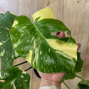 Monstera deliciosa “Thai constellation" 3.  17cm cserépátmérő - Tropical Home 