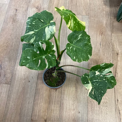 Monstera deliciosa “Thai constellation