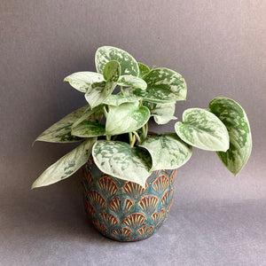 Scindapsus pictus "Silvery ann" - Ezüstös szobafutóka - Silver satin pothos - Tropical Home 