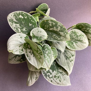 Scindapsus pictus "Silvery ann" - Ezüstös szobafutóka - Silver satin pothos - Tropical Home 