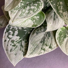 Kép betöltése a galériamegjelenítőbe: Scindapsus pictus &quot;Silvery ann&quot; - Ezüstös szobafutóka - Silver satin pothos - Tropical Home 
