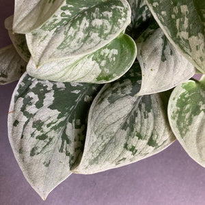 Scindapsus pictus "Silvery ann" - Ezüstös szobafutóka - Silver satin pothos - Tropical Home 