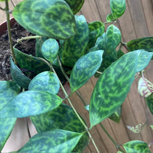 Kép betöltése a galériamegjelenítőbe: Aeschynanthus marmoratus - Zebraszőlő - Zebra basket vine
