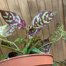 Kép betöltése a galériamegjelenítőbe: Aeschynanthus marmoratus - Zebraszőlő - Zebra basket vine
