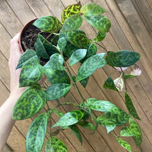 Kép betöltése a galériamegjelenítőbe: Aeschynanthus marmoratus - Zebraszőlő - Zebra basket vine
