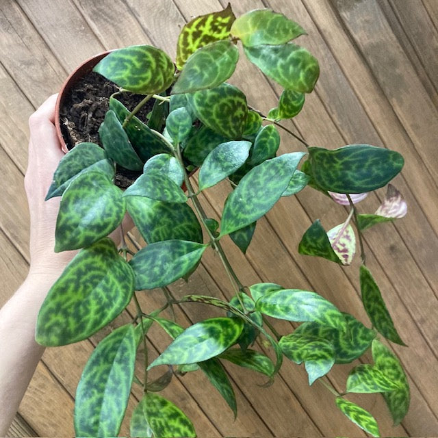 Aeschynanthus marmoratus - Zebraszőlő - Zebra basket vine