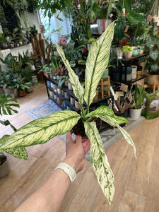 Spathiphyllum 'Sensation' variegated - Vitorlavirág tarka - Peace lily