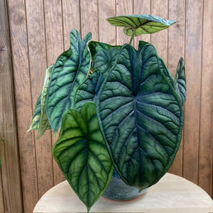 Alocasia "Dragon scale"