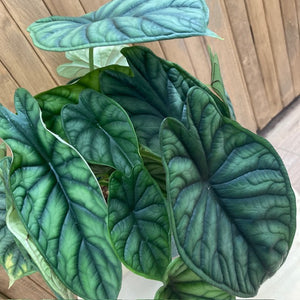 Alocasia "Dragon scale"