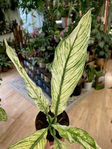 Spathiphyllum 'Sensation' variegated - Vitorlavirág tarka - Peace lily
